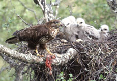 Buzzard