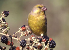 Greenfinch