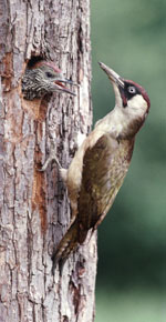 Green Woodpecker