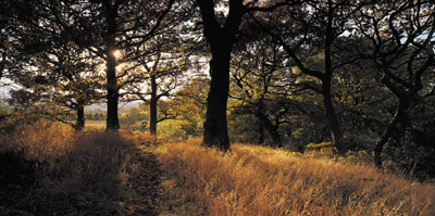 Woods at dusk