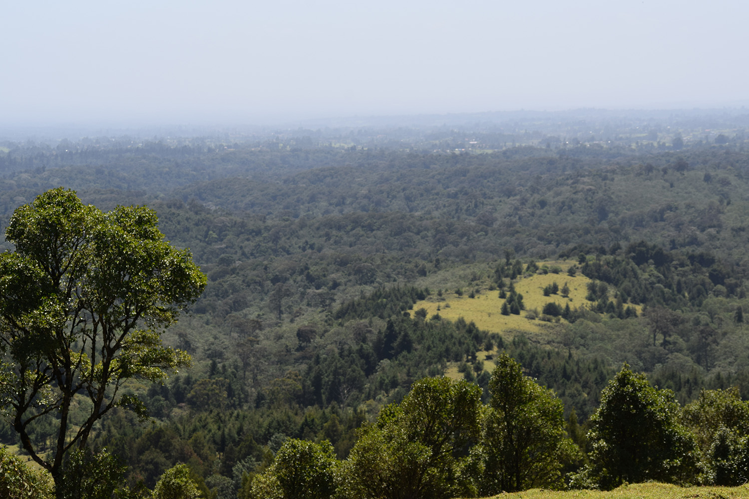 Kereita Forest